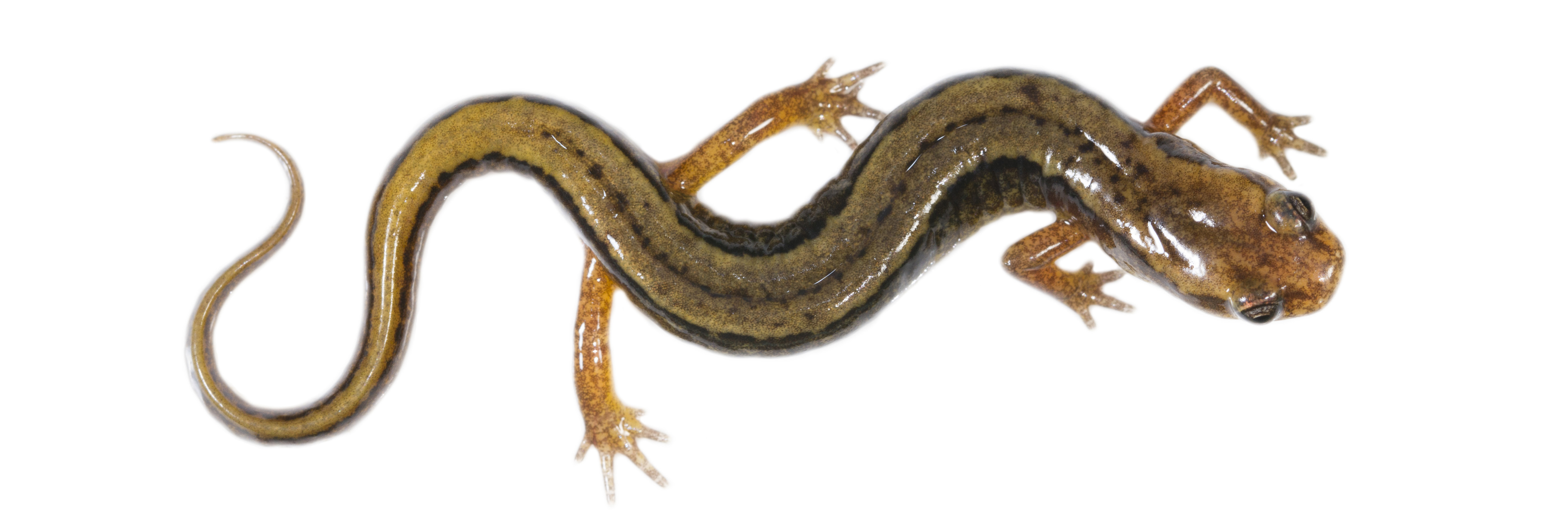 Salamander