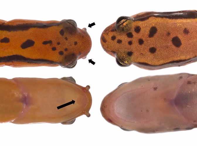 Reproductive morphology