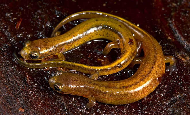 Conservation research